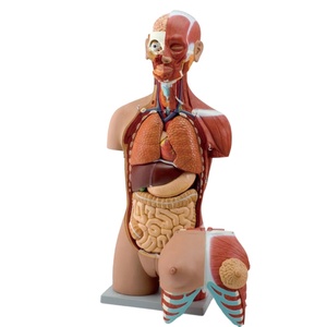 Modelo de Torso Muscular Bisexual de Lujo de 85 cm, Modelo de Anatomía Humana para la Enseñanza Médica - Product Image 2
