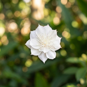 Sola Wood <b>Artificial</b> 5 CM Thailand Dried White Environmental Friendly Decorative <b>Flowers</b> for Wedding Home Decor Valentine's Day - Product Image 2