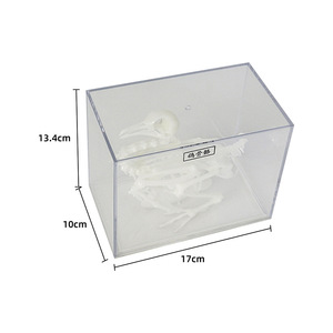 Spécimen squelettique de pigeon J43109, équipement d'expérimentation biologique pour collèges, spécimens biologiques pour collèges, matériel pédagogique - Product Image 2