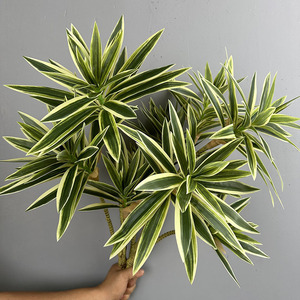 S327 Nuevo Diseño de Vegetación Artificial, Hojas Verdes Tropicales, Plantas Falsas, Hojas de Goma para Decoración de Paisajes de Fondo de Año Nuevo - Product Image 2