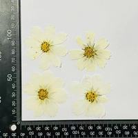 Harga Pabrik Kerajinan Resin DIY Bunga Cosmos Kering 5-8cm untuk Pembatas Buku, Casing Ponsel, Natal, Hari Valentine, Paskah