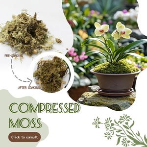 Musgo Sphagnum Esterilizado, Medio de Cultivo para Plantas Carnívoras, Germinación de Semillas, Marca Personalizable, Varios Tamaños (100g-10000g) - Product Image 5