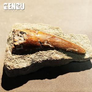 ฟอสซิลปลาลิโคเพอร์ตาสมัยก่อนประวัติศาสตร์ ทำจากไฟเบอร์กลาสทนทาน สำหรับตกแต่งภายในอาคาร สนามบิน สวน สนามแทรมโพลีน และสนามกีฬา - Product Image 6