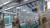 Ligne complète d'abattage de moutons, équipement d'abattoir pour moutons, chèvres et agneaux, machine de traitement du mouton halal