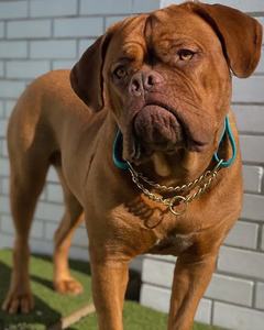 Pastel Fi Compatible con liberación rápida <span class=keywords><strong>Collar</strong></span> de perro ajustable <span class=keywords><strong>Slip</strong></span> Lead 100% Olor & <span class=keywords><strong>Collar</strong></span> de perro personalizado rosa a prueba de agua con placa de identificación - Product Image 5