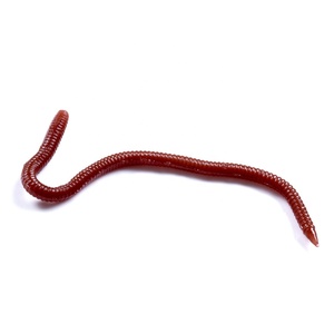 केंचुए लाल कीड़े कृत्रिम मछली पकड़ने Lures कीड़ा swimbait लालच - Product Image 3