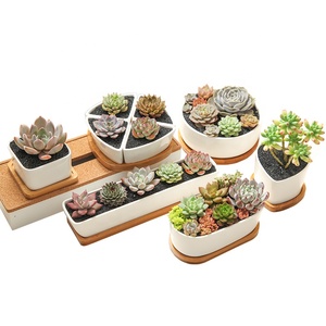 Rectangulaire De Bureau Décoratif En Céramique Blanche Succulente Planteur de fleurs de <span class=keywords><strong>Cactus</strong></span> En Céramique Pot De Fleur Plante - Product Image 1