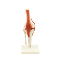 Squelette automatique d'anatomie humaine, modèle médical en PVC, taille de vie, articulations du genou
