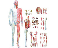 Mannequin d'anatomie musculaire complète professionnelle pour la formation clinique BIX-A1103 Simulateur de corps humain grandeur nature pour laboratoire d'infirmierie