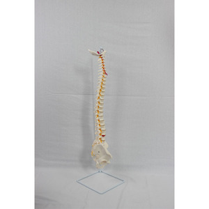 Modèle naturel des grandes ceintures vertébrales, du couteau crânien et des accessoires pelviens, y compris les vaisseaux sanguins et les nerfs ; - Product Image 3