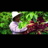 Vente en gros non torréfié yunnan arabica 1 kg prix en vrac des grains de café crus en vrac