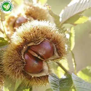 Ready To Eat Pre Peeled Cooked Frozen Whole Chinese Organic Chestnuts Castanea Mollissima Nut IQF Asian China Ready Prepared