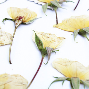 <span class=keywords><strong>Rose</strong></span> Gialle Essiccate con Stelo Pressato, Boccioli di Rosa Naturale Crema-Champagne per Arte in Resina Fai-da-Te, Decorazioni per la Casa - Product Image 2