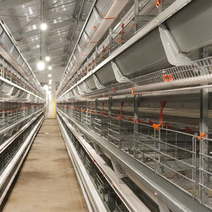 Système automatique de cage pour animaux en acier de type H Nouvelle cage pour poulets de chair pour ferme avicole Équipement pour poulailler d'occasion - Product Image 6