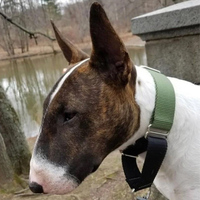 Collier Martingale pour Chien en Nylon Simple, Robuste, Durable, Léger et Réglable avec Anneaux en Métal