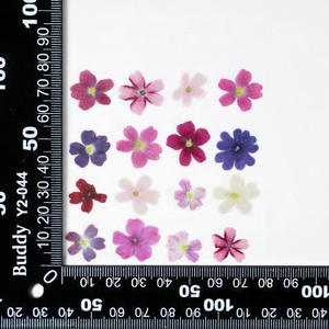 12 pièces/sac variété de <span class=keywords><strong>verveine</strong></span> couleurs naturelles <span class=keywords><strong>fleur</strong></span> pressée pour la décoration d'art d'ongle - Product Image 4