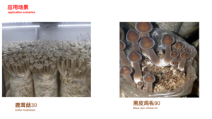 Refugio de setas inteligente, contenedor de cultivo, cámara de fructificación de setas inteligente, invernadero opaco inteligente - Product Image 6