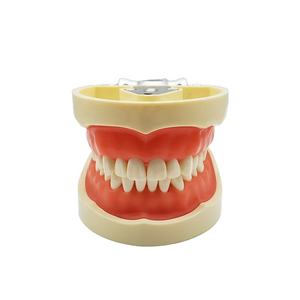M8012 <span class=keywords><strong>Dental</strong></span> Standaard Tanden Model Met 32Pcs Permanente Vervangbare Tanden - Product Image 1