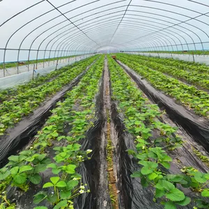 Сельскохозяйственные овощи, тепличные пленочные листы, сельскохозяйственная тепличная пленка шириной 14 метров