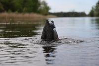 MOJO Outdoors - Leurre de chasse professionnel de haute qualité en forme de fesses de canard, système en vrac pour l'extérieur