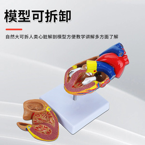 Modelo de Anatomía del Corazón Humano 1:1, Modelo de Corazón Natural para Ultrasonido/Doppler Color, Molde de Enseñanza del Corazón con 34 Marcas - Product Image 5