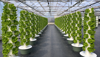 Tour de culture verticale aéroponique et hydroponique à 13 niveaux avec tiges métalliques pour la plantation de légumes en extérieur