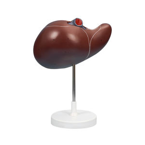 Distribution des canaux hépatiques Courage et du conduit biliaire dans les ZM1076-2 du foie 26*15*14 SMD0531 - Product Image 2