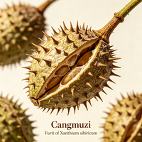 Fruit de Cocklebur de Sibérie (Fructus Xanthii) – Matière première végétale pour huiles essentielles, shampoings, savons, parfums et additifs botaniques