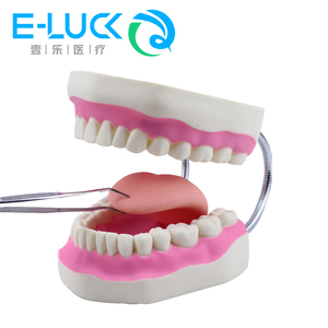 Modello di dente per cure odontoiatriche per l'insegnamento del modello di dente dimostrativo del dentista - Product Image 3