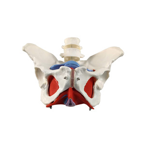 Ceintures lombaires à deux sections, modèle de muscles du plancher pelvien féminin, récupération post-partum, modèle pédagogique d'obstétrique et de gynécologie - Product Image 4