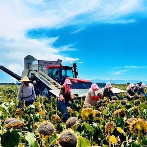 Graines <span class=keywords><strong>de</strong></span> <span class=keywords><strong>tournesol</strong></span> biologiques <span class=keywords><strong>de</strong></span> haute qualité, brutes, <span class=keywords><strong>de</strong></span> grande taille, séchées au soleil, <span class=keywords><strong>à</strong></span> rayures noires 361 T6, expédition et livraison en vrac - Product Image 5
