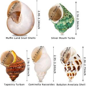 5 шт., ракушки для крабов-отшельников среднего и большого размера, 2,2 "-3,4", размер открывания 1,5 "-2", ракушки для краба-отшельника - Product Image 3