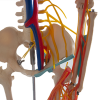 Modèle de squelette anatomique humain demi-taille modèle en plastique de science médicale avec des os détaillés pour l'éducation et la formation