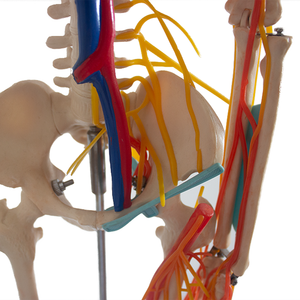 Mô Hình Bộ Xương giải phẫu người Nửa đời mô hình khoa học Y tế mô hình nhựa với xương chi tiết cho giáo dục và Đào tạo - Product Image 4