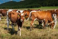 Aliment pour animaux à base de gluten de maïs CGF 18% de protéines |   Ingrédient alimentaire à base de fibres et de protéines naturelles |   Additif alimentaire pour volailles et ruminants