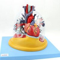 Modèle d'anatomie humaine médicale du cœur, des poumons, de la trachée, du système bronchique, du système vasculaire, du système cardiaque et respiratoire