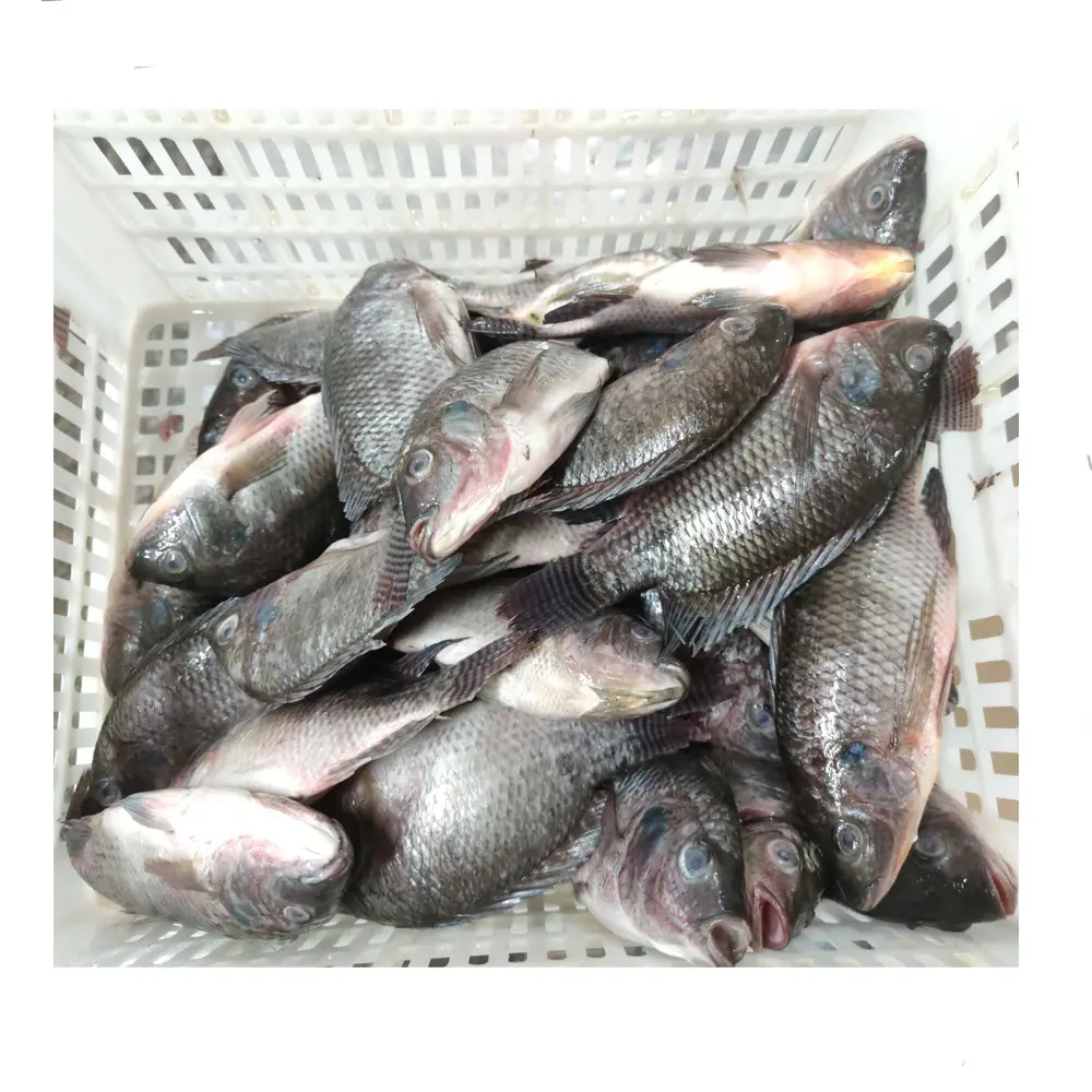 Hot Selling Cheap 90% N.W. Frozen Tilapia Wholesale Price 100-200g 200-300g 10kg Per Carton Frozen Tilapia Fish