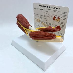 Modèle d'enseignement médical de squelette humain grandeur nature 1:1, bras droit musclé avec articulation du coude, ligaments vasculaires - Product Image 6