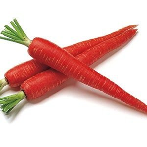 Carotte hybride de qualité supérieure pour les marchés agricoles en gros, avec une croissance fiable, une récolte uniforme et une excellente qualité du produit - Product Image 4