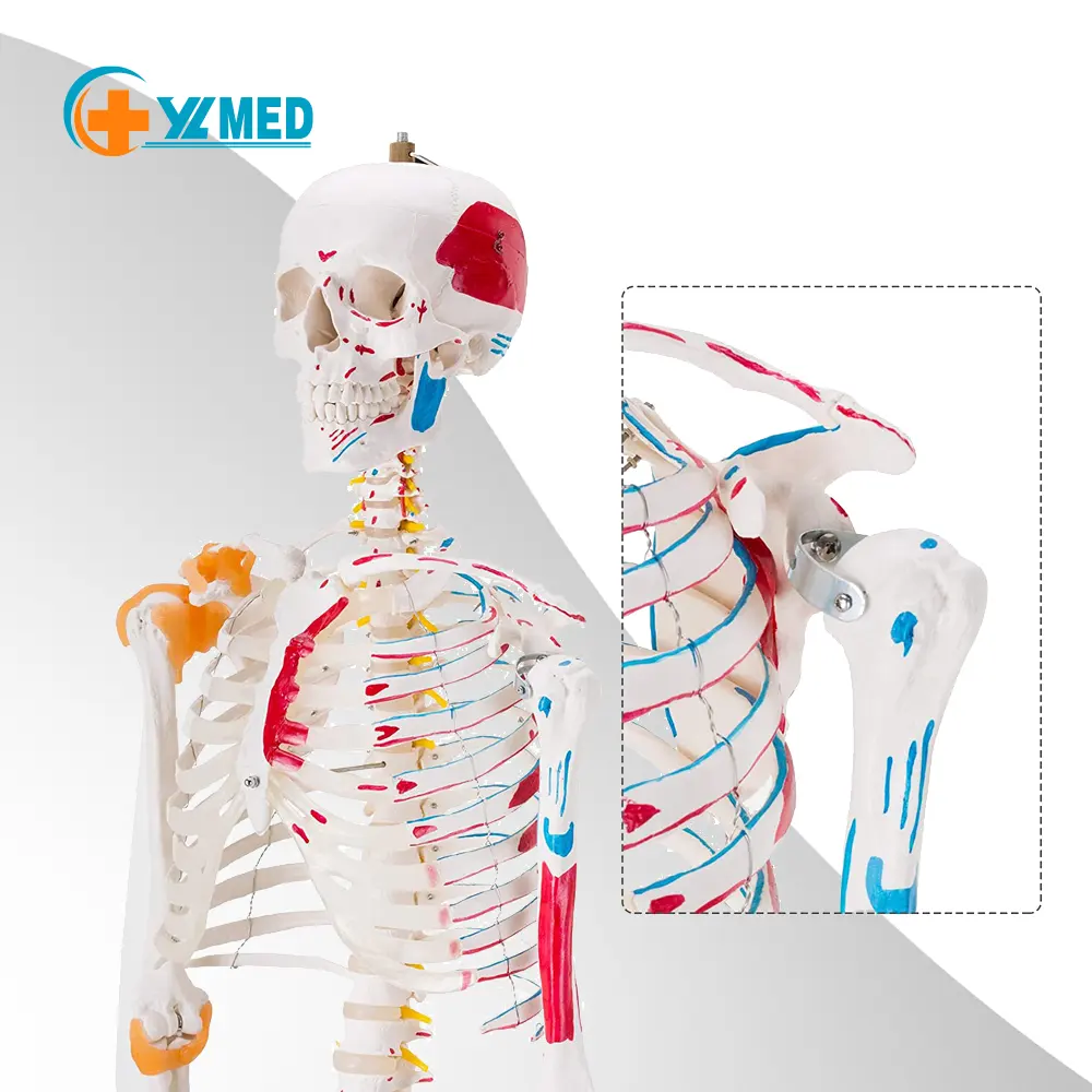 Medical life-size Bone Models Teaching Resources Human bone models with ligament and muscle markers