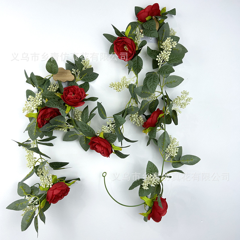 2 เมตร - เถาวัลย์เบอร์รี่ดอกคามิลเลียสีแดง