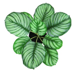 <span class=keywords><strong>ต้น</strong></span>คาลาเทียเทียมเทียมสำหรับประดับในร่มต้นไม้ประดับบ้าน<span class=keywords><strong>บอน</strong></span>ไซ Calathea ขนาด<span class=keywords><strong>เล็ก</strong></span> - Product Image 5