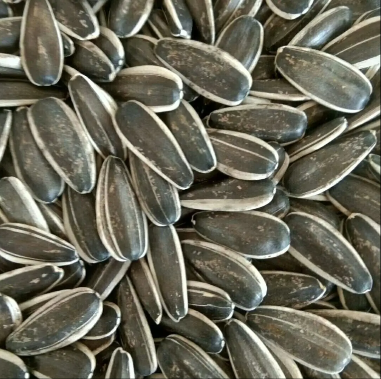 Organic Sunflower Seeds Dried Natural Production