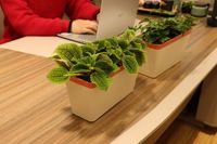 Pot Penumbuh Pohon Bunga Baru Pot Penanam Dalam Ruangan Persegi Panjang Macetas Oranye untuk Dekorasi Rumah dan Bonsai(PQ3-3)