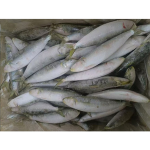 <span class=keywords><strong>Sardinas</strong></span> Enteras Congeladas, Tamaño 100-200g, Paquete de Cartón a Granel, Proveedor a Granel, Envío Global - Product Image 6