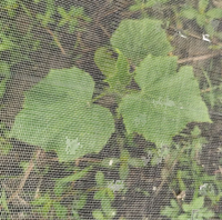Witte warp gebreide PE insectennet voor kassen, fruitbomen en bescherming van groenteteelt, op maat gemaakt