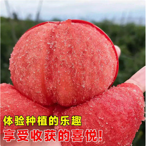 เมล็ดพันธุ์มะเขือเทศสตรอว์เบอร์รี่-ต้นกล้าหวานพิเศษ ต้นเหล็กเปลือกเหนือตะวันออกเฉียงเหนือ วัสดุใยมะพร้าว - Product Image 5