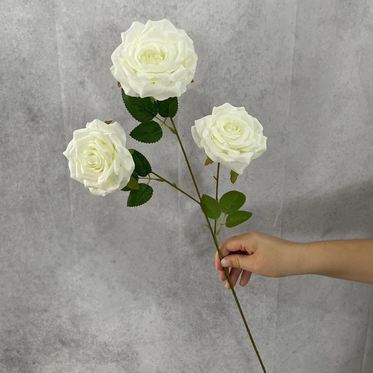 Rose Diamant Blanche Sans Feuilles