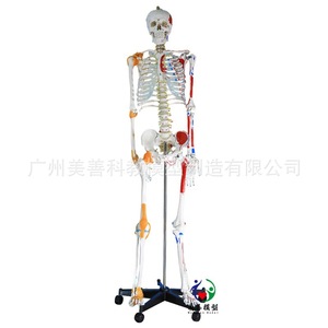 Modelo de esqueleto humano de cuerpo completo de 170 cm con estructura anatómica desmontable que incluye músculos, ligamentos, pelvis, yoga. - Product Image 3