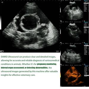 Penjualan terlaris peralatan diagnostik dokter hewan B mesin Ultrasound peralatan jantung untuk dijual dengan harga yang kompetitif - Product Image 4